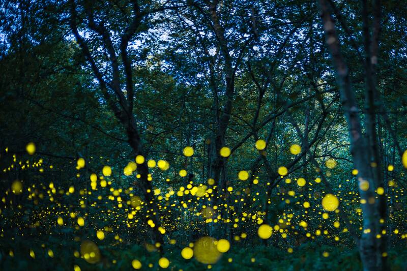 Cientos de miles de luciérnagas llegan a México para su temporada de apariamiento.