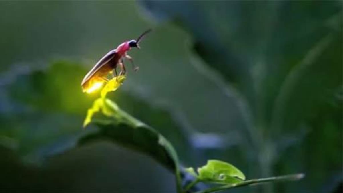 Este espectáculo natural puede verse en varios santuarios de Puebla.