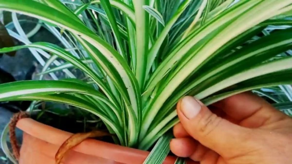Esta planta ayuda a eliminar la humedad en casa.