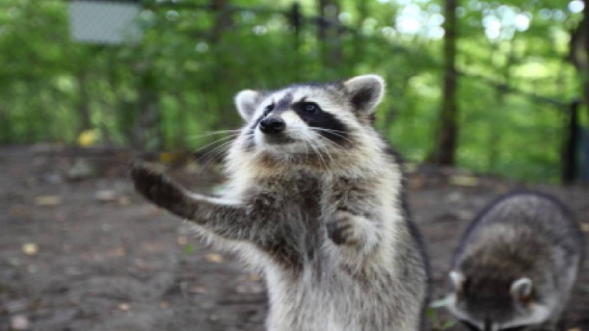 Lo más tierno que verás hoy: mapache se forma para recibir una dona y el tierno momento se hace viral