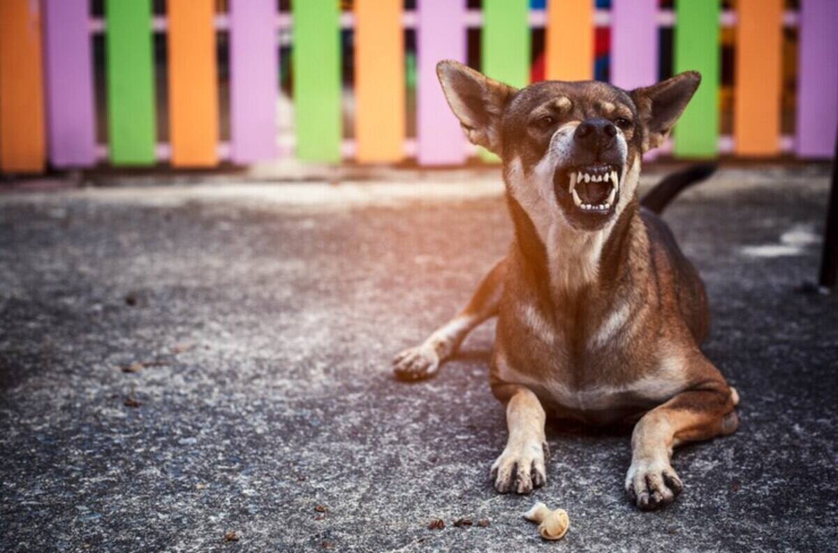 Perrito va por el mandado y se vuelve viral