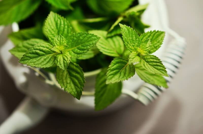 La menta tiene otros beneficios para la salud, también funciona como relajante. (Foto: Archivo)