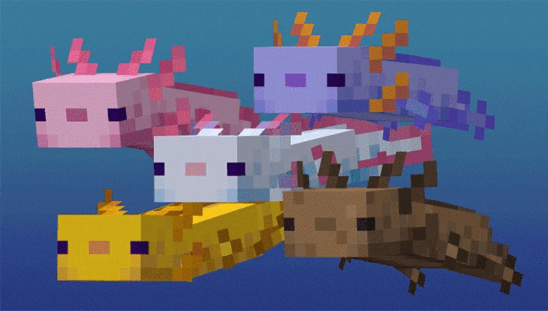 Estos son todos los distintos tipos de ajolotes.