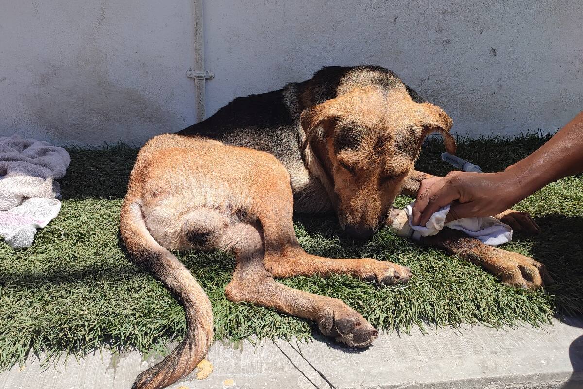 Muere perrito de Chilpancingo tras ser brutalmente golpeado.