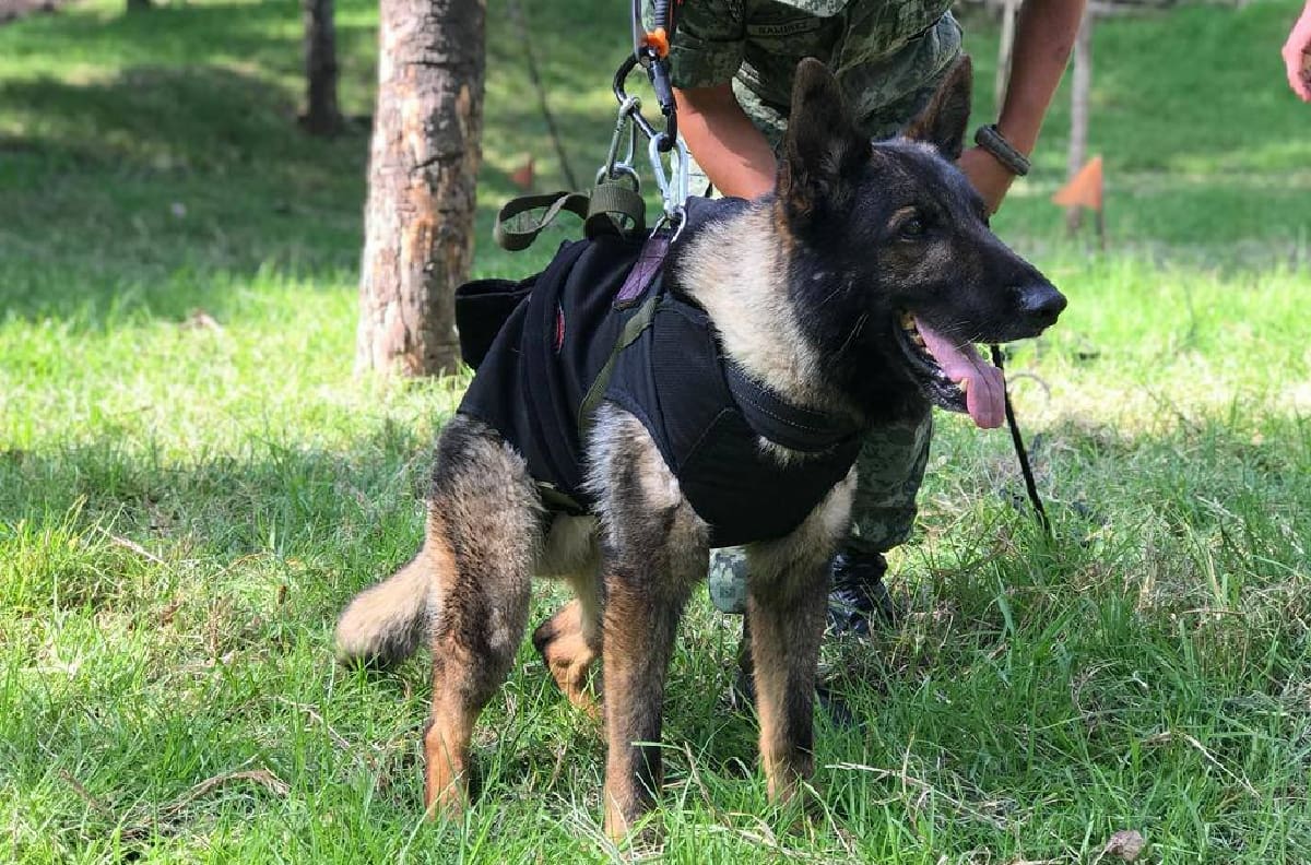 Proteo: Hacen mural del perro rescatista en el Estado de México