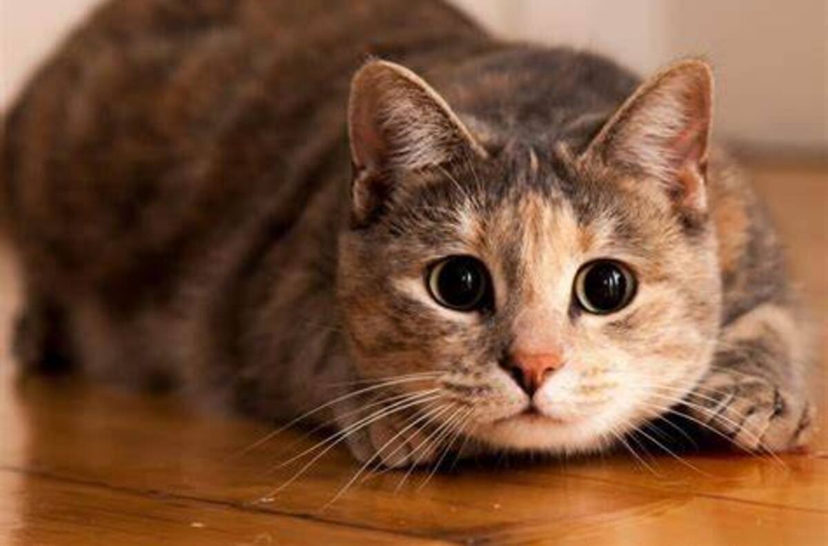Estos son los nombres de los gatos más famosos que han aparecido en películas