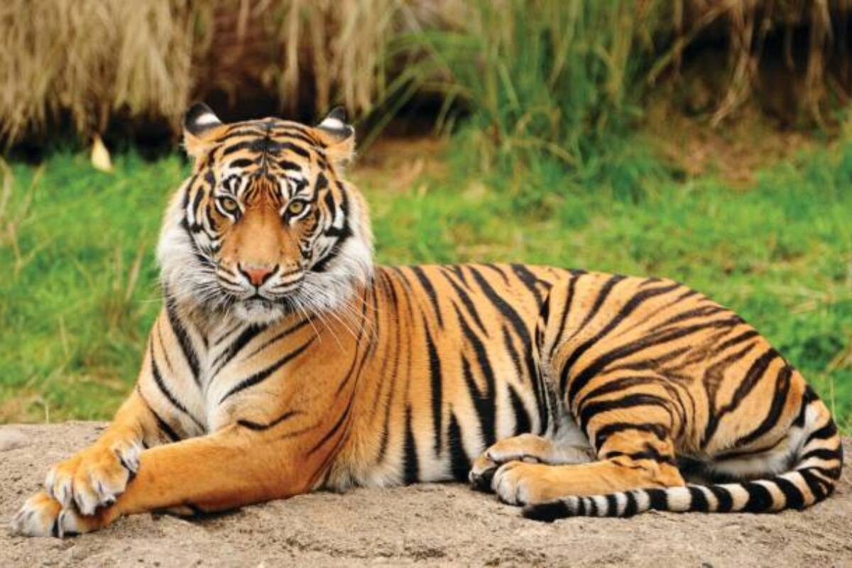 Rescatan a Tigre en Jalisco.