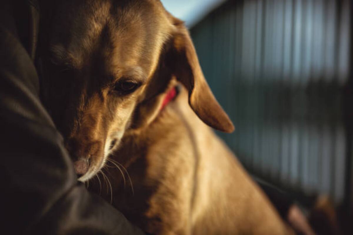 Exigen justicia para los perritos asesinados por bomberos.