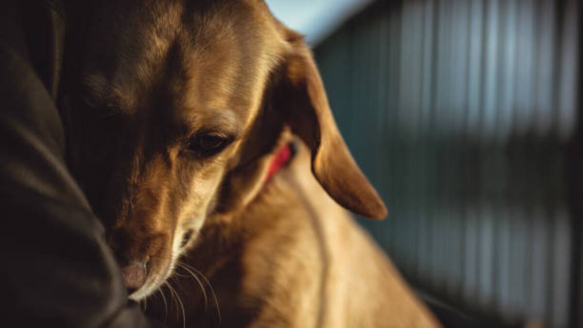 Usuarios en redes piden justicia por perritos que fueron asesinados por bomberos