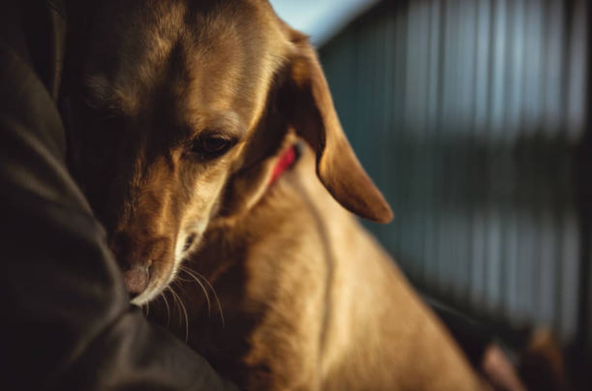 Usuarios en redes piden justicia por perritos que fueron asesinados por bomberos