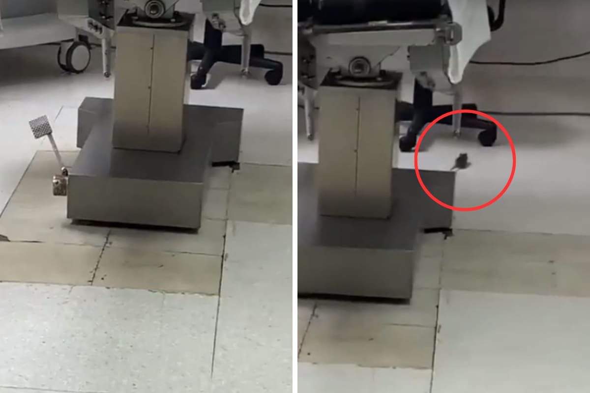 Captan rata en hospital.
