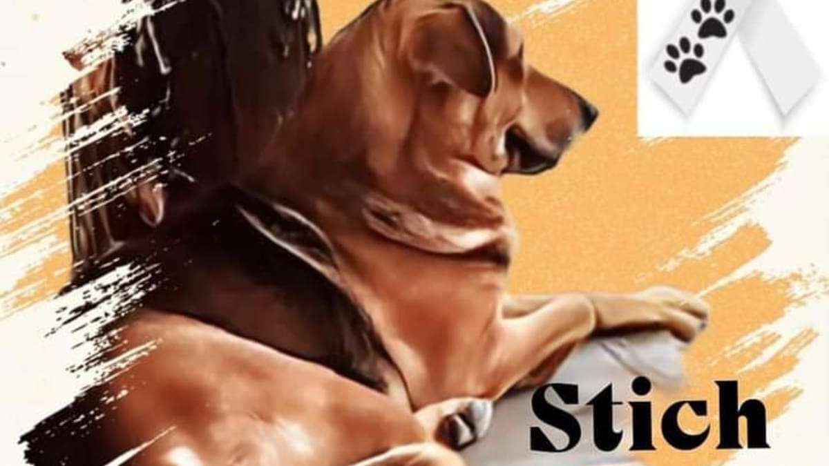 Piden en redes justicia para Stich, perrito que fue asesinado por robarse un pan