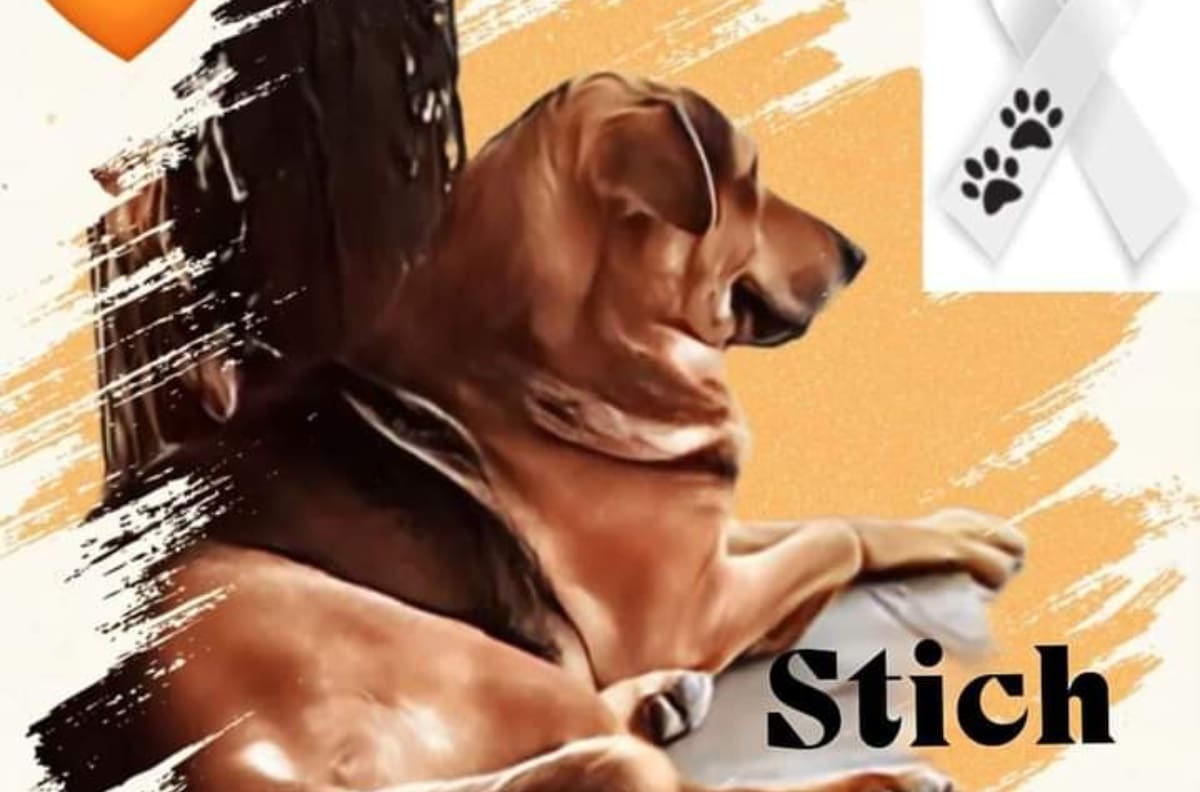 Piden en redes justicia para Stich, perrito que fue asesinado por robarse un pan