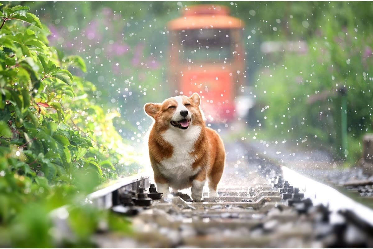 Las altas temperaturas pueden afectar de manera importante a tu mascota.