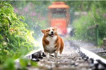 Ola de calor en México: Cuida a tus lomitos de las altas temperaturas con estos consejos