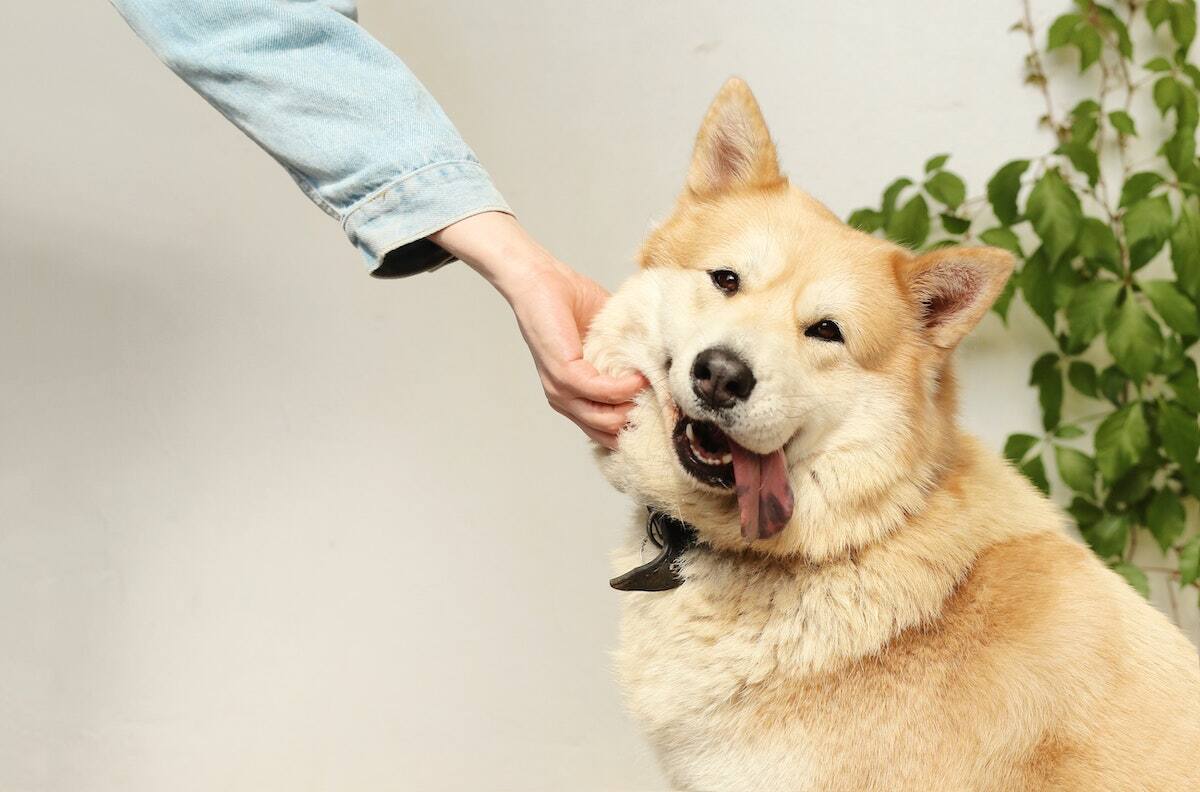 Elimina los pelos de perro de tus cobijas con este truco casero