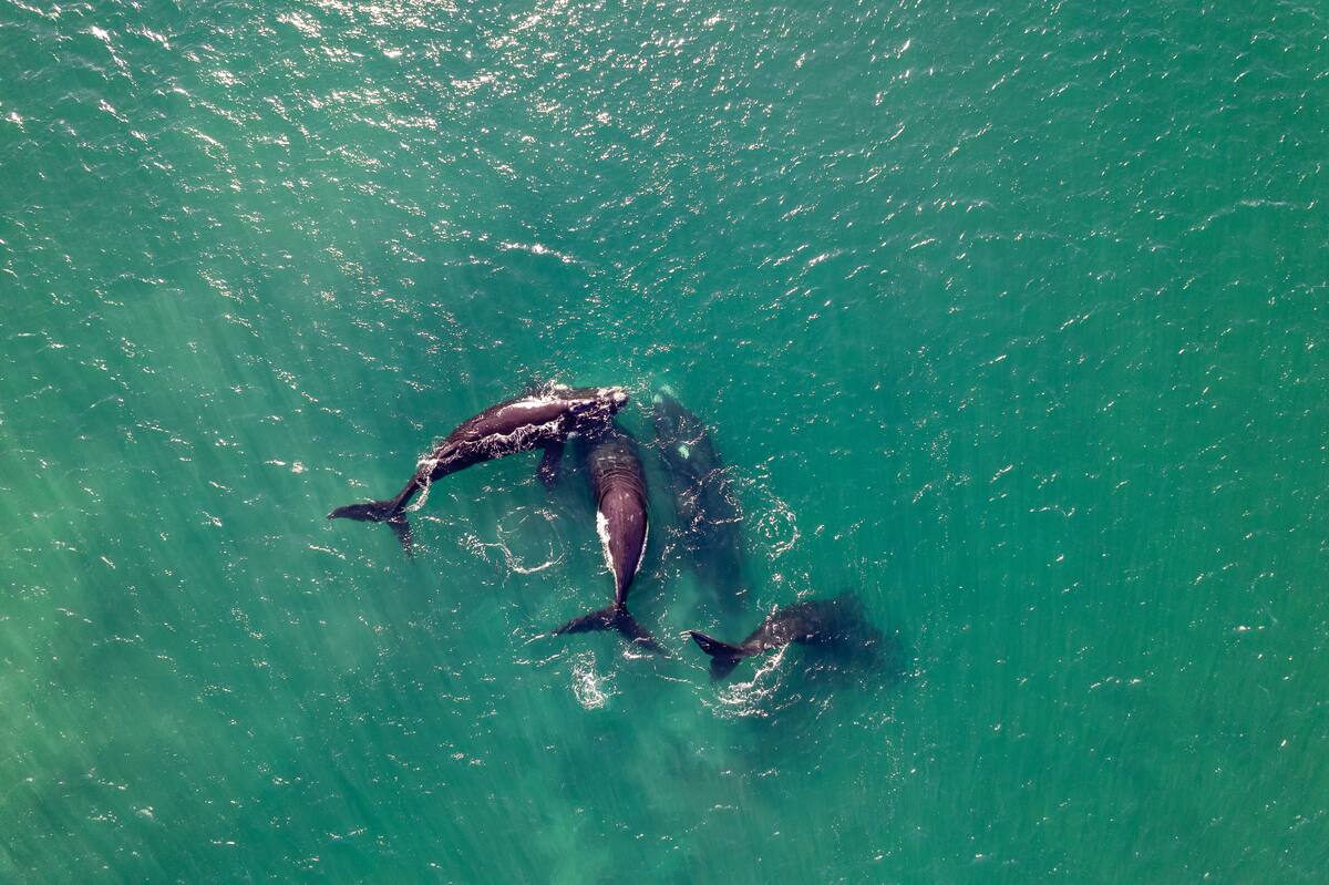 El pequeño cetáceo los guió hacia un grupo de orcas. Créditos: Pexels.
