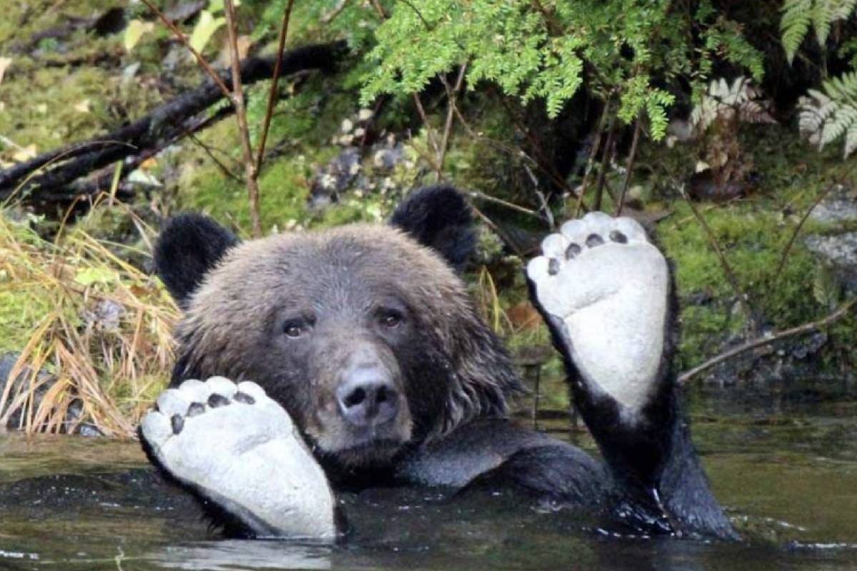 El animal sorprendió a bañistas en una playa de Florida.