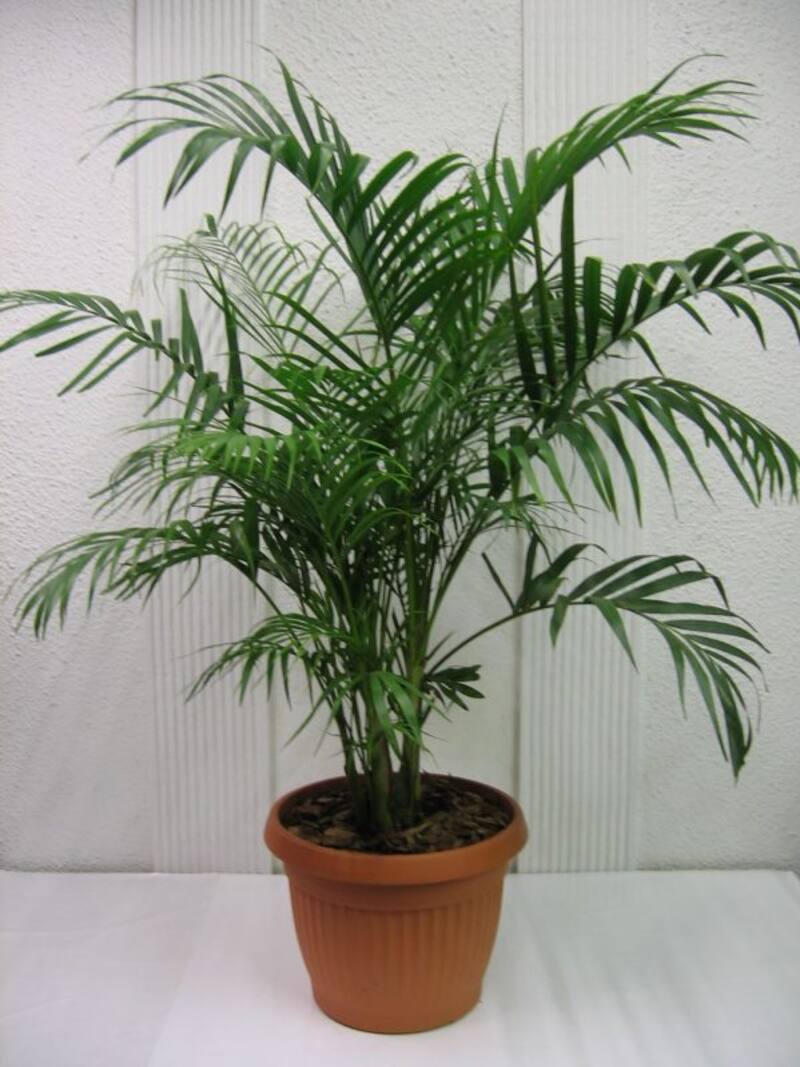 Gracias a sus propiedades, elimina la humedad.