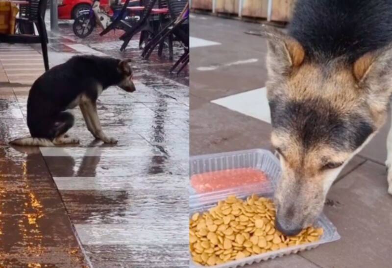 La mascota no dejó de esperar en ese lugar. Créditos: @jimjimmie.