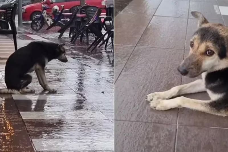 Gracias a este video, volvió con su familia. Créditos: @jimjimmie.