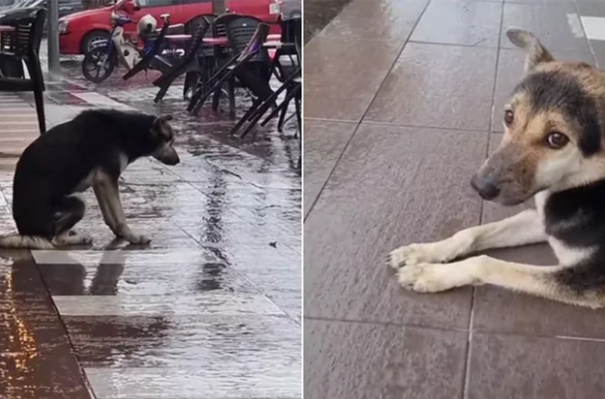 VIDEO | Perrita perdida se reencontró con su familia luego de 8 meses gracias a TikTok