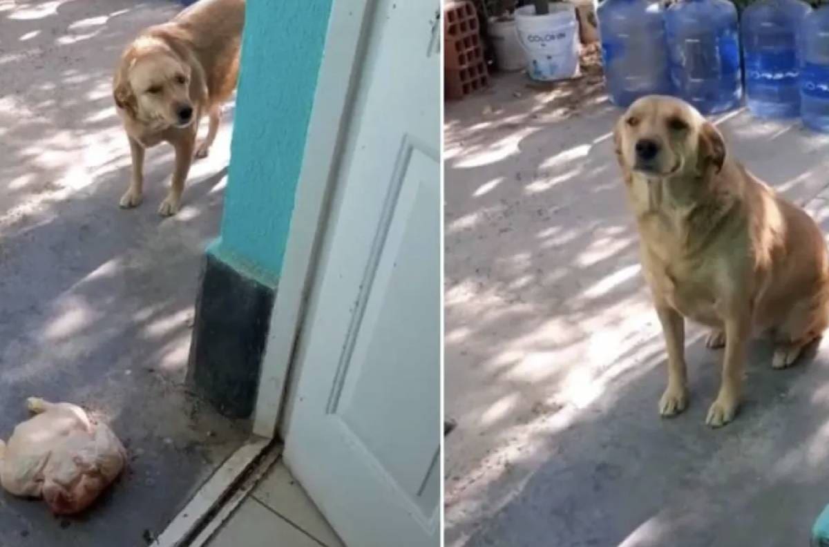 VIDEO | Una tierna perrita robó un pollo para su dueña y la conmovedora escena se hizo viral en TikTok