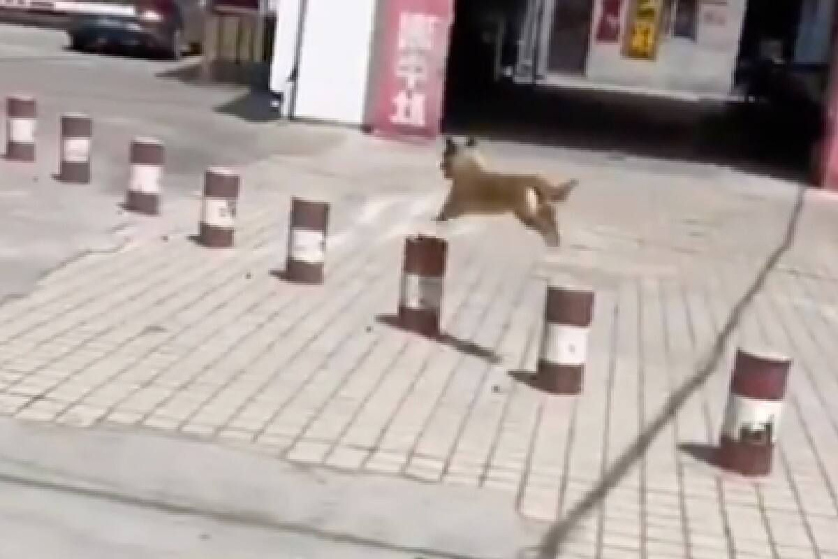 Perrito acrobata se hace viral.