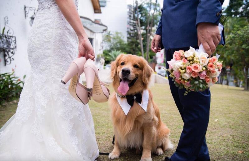 Una mascota se hizo viral por su peculiar manera de irrumpir en una sesión de fotos. Foto: Pinterest