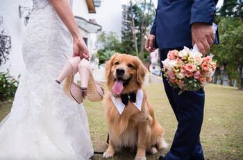 VIDEO | Perrito arruina sesión de fotos de boda y se lleva el velo de la novia en divertido viral