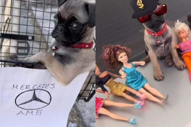 El perrito pug hace su propia versión de los éxitos de Peso Pluma y enamora a usuarios en redes sociales.