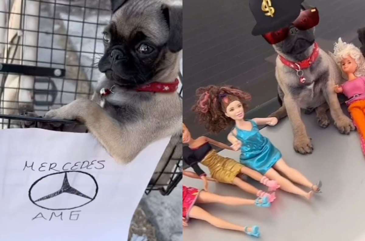 VIDEO | Perrito interpreta canción de Peso Pluma y se hace viral
