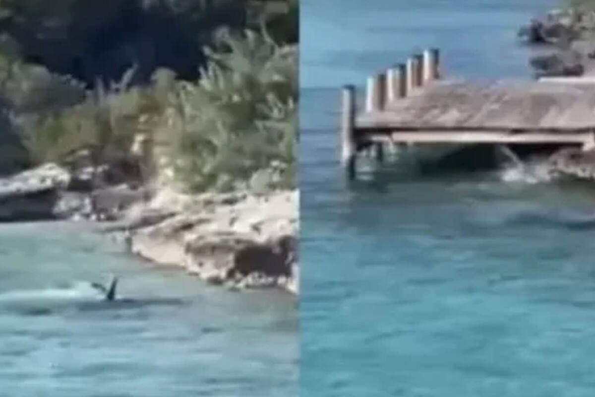 Un video se hace viral en redes sociales en el que un perro se enfrenta a un tiburón martillo.