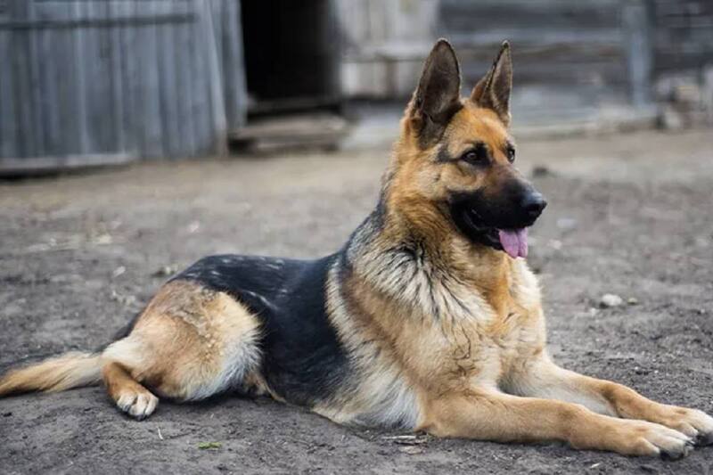 El video lleva millones de reproducciones y se ha ganado el corazón de los internautas.