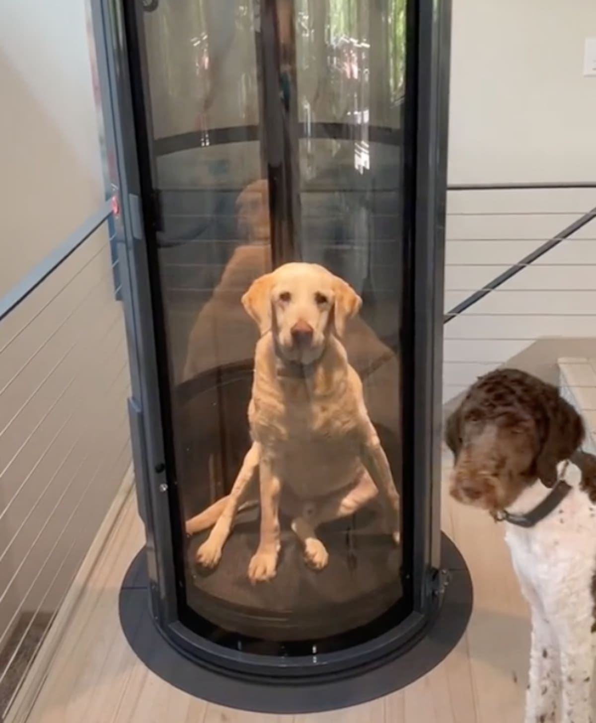 Una familia modificó su casa para cuidar a su mascota.