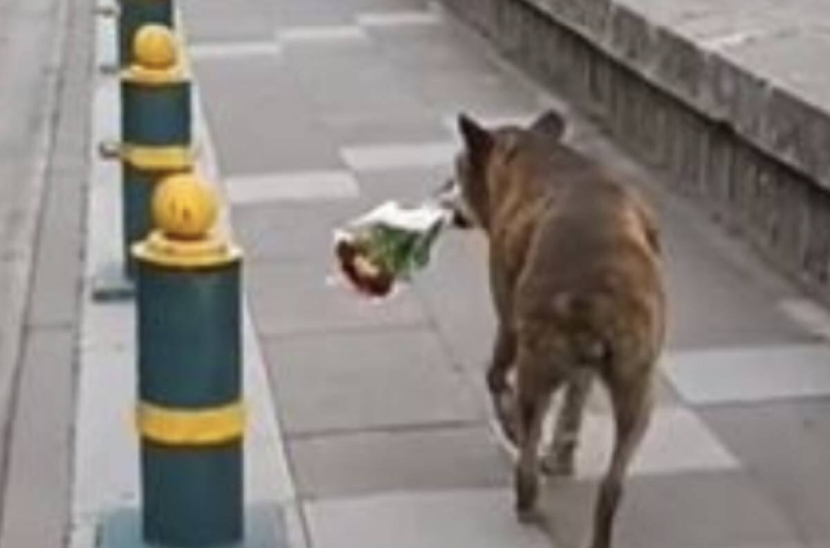 VIDEO | Perrito se hacer viral al llevar flores al funeral de su dueño y demostrar su amor incondicional