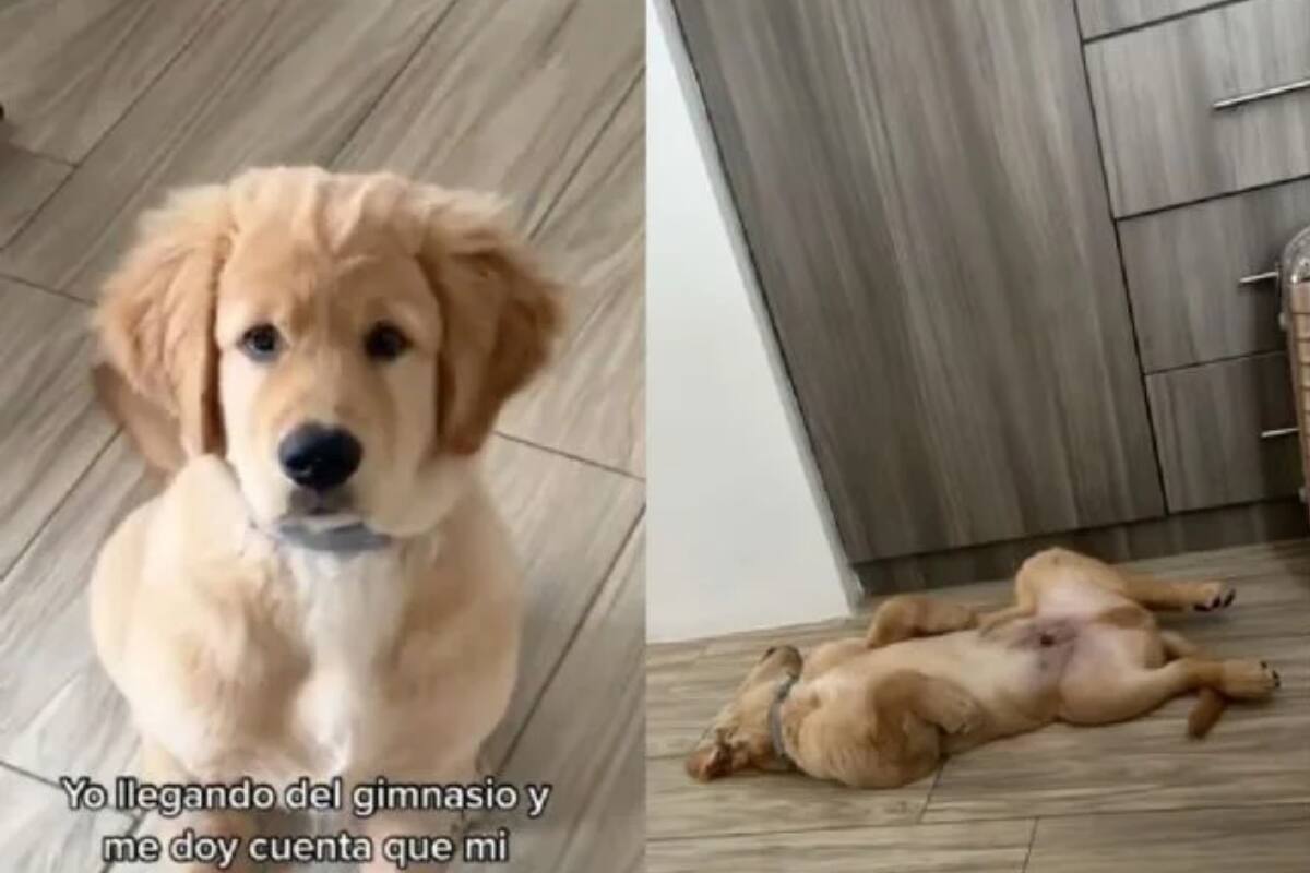 Video se hizo viral en Tiktok de la reacción de un perrito al tomarse las pastillas para dormir de su dueño