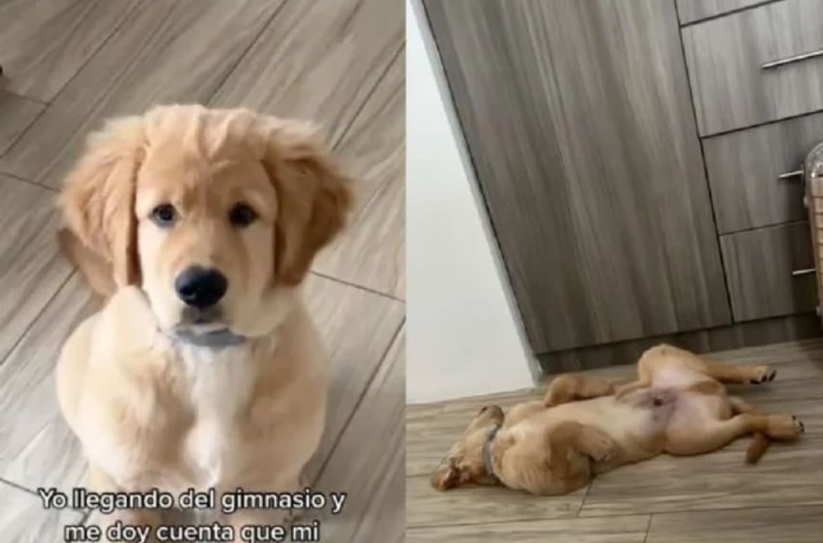 Perro toma pastillas para dormir y se hace viral | VIDEO