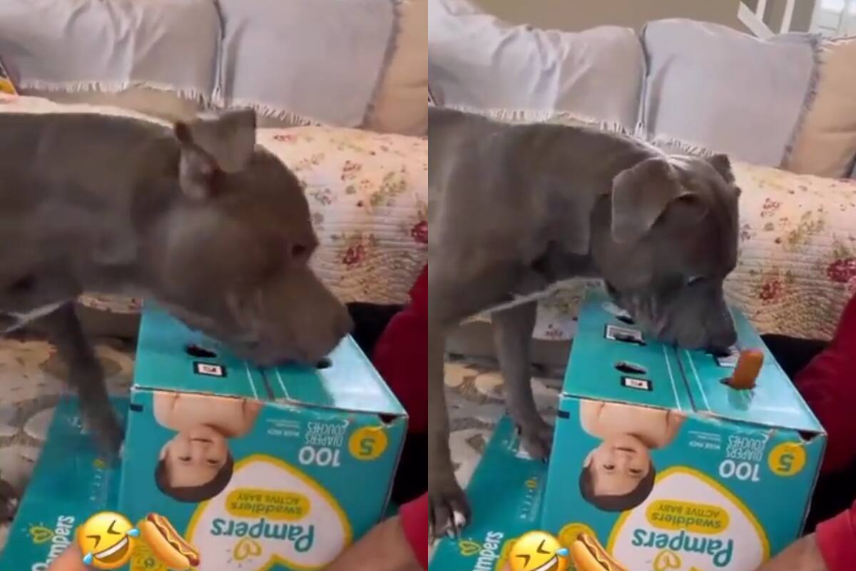 Mira a este tierno perrito que se volvió viral por jugar con una salchicha.
