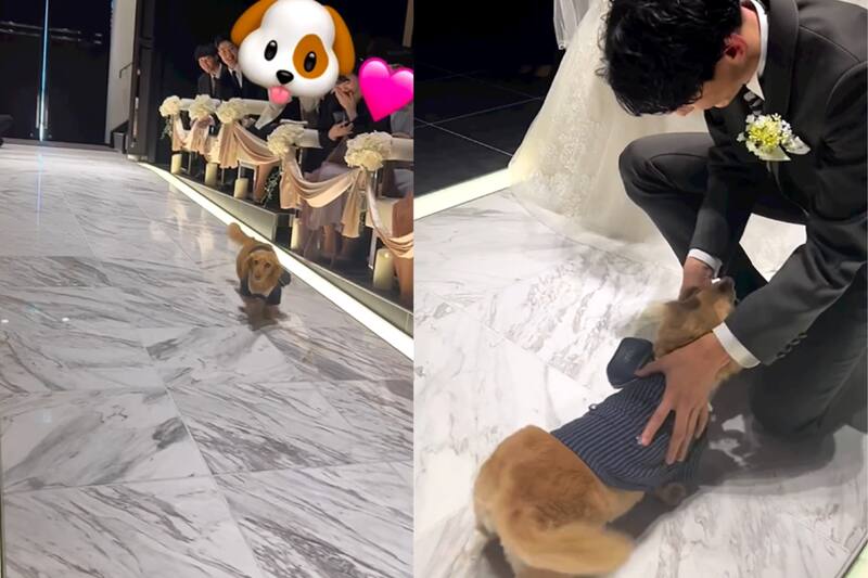 El registro de este perrito entregando anillos en una boda se viralizó rapidamente.
