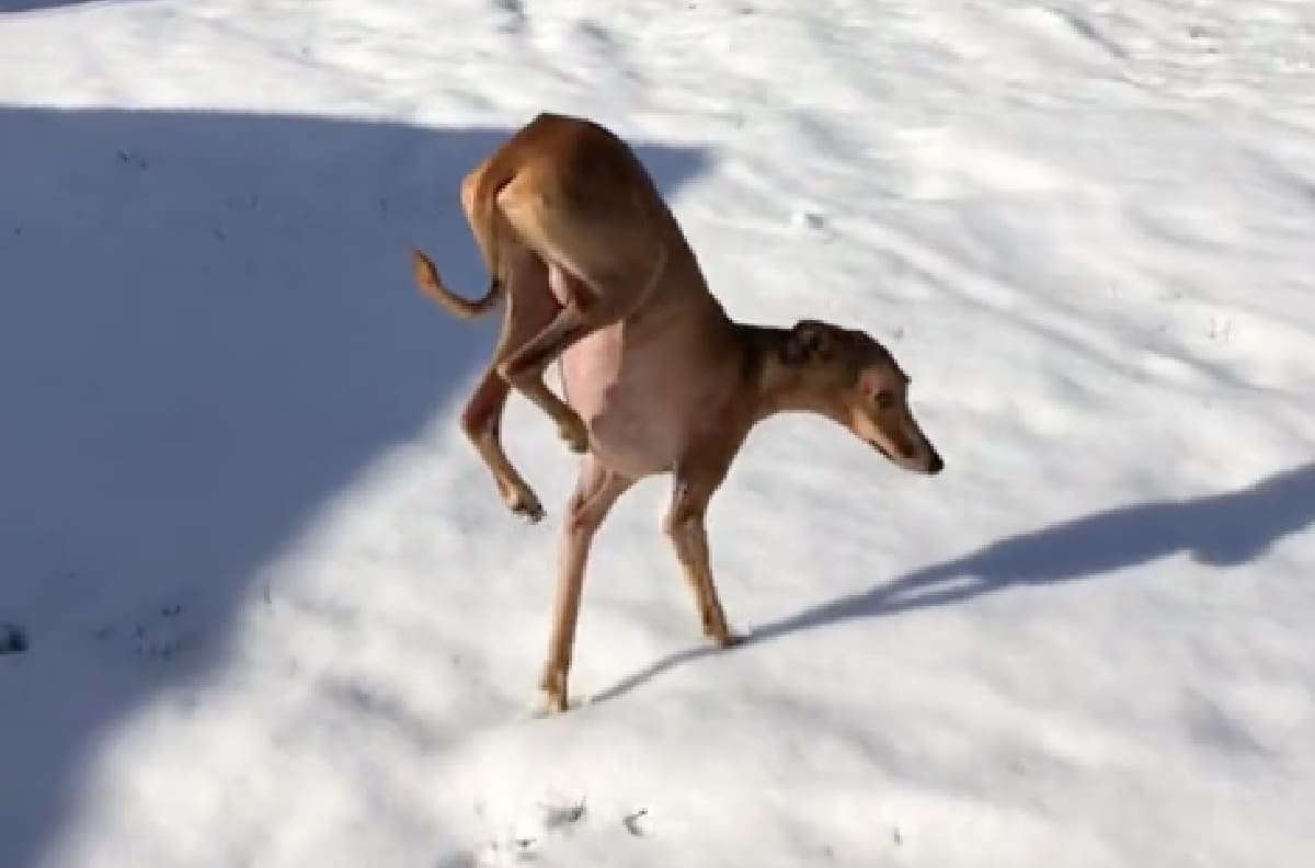 VIDEO | Perrito camina de peculiar forma porque odia la nieve y se hace viral