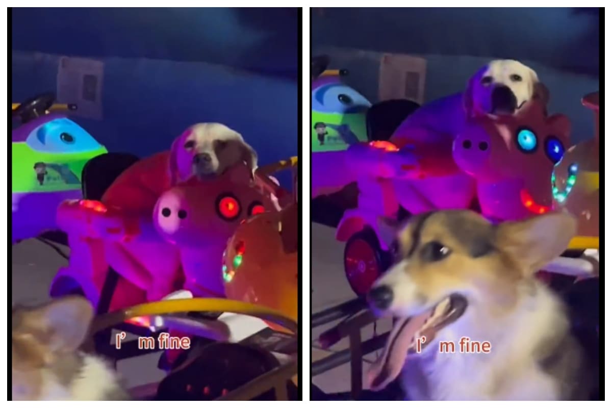 Estos perritos enternecieron la red por estar en un juego mecánico.
