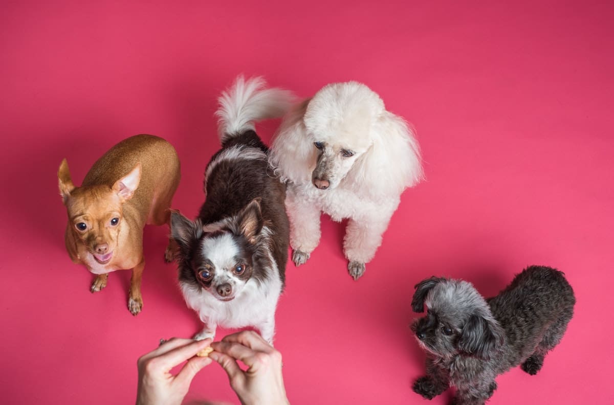 Elige un perrito y descubre cuáles son tus mejores cualidades como amistad en este test de personalidad