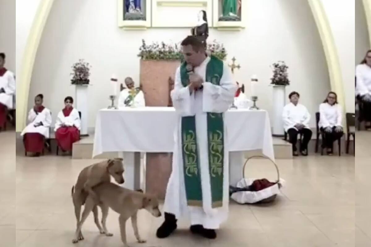 Perritos interrumpen misa.