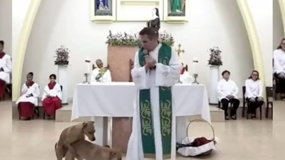 VIDEO | Perritos interrumpen una misa de forma peculiar y se hacen virales