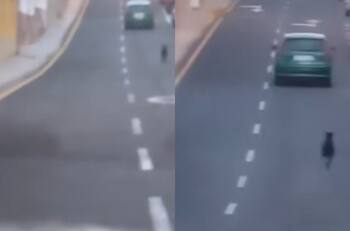 VIDEO | Perro abandonado es viral en España: Lo tiraron del auto en plena carretera
