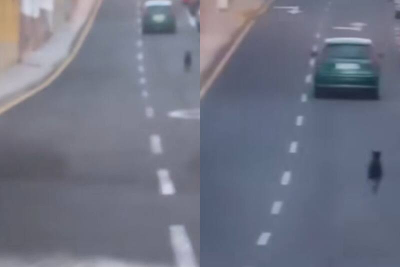 La dueña del perro fue increpada más adelante. Créditos: @dani_bisshopp