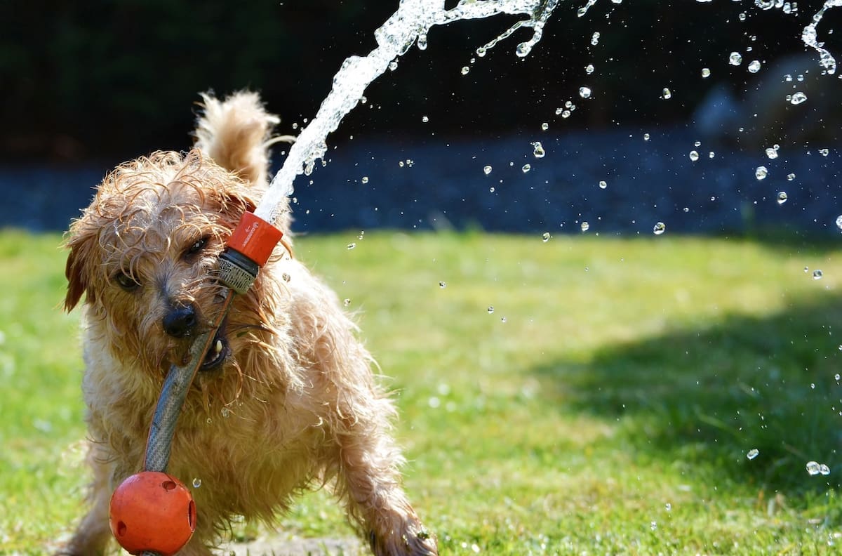 La regla de los 5 segundos: Protege a tu perro de un golpe de calor