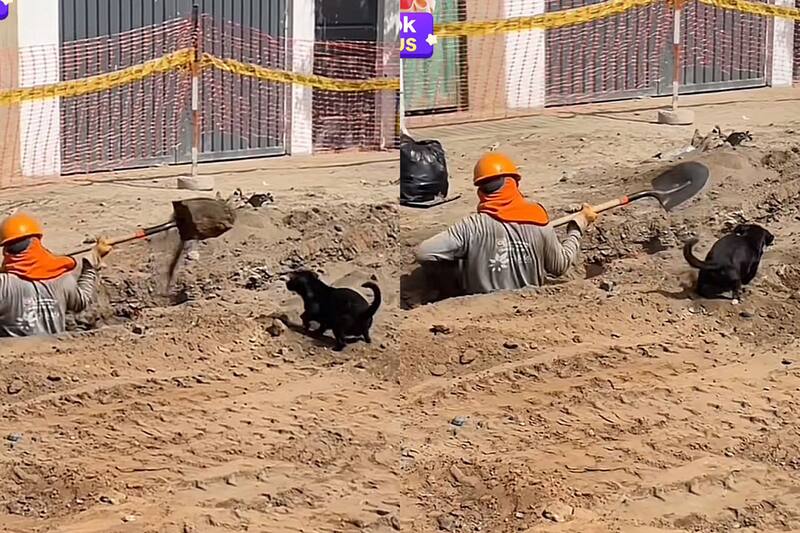 El video generó inmediatos y tiernos comentarios. Créditos: @santiagoramirezmo7