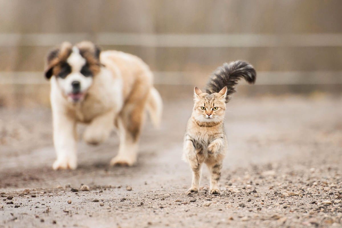 Perros vs gatos (imagen ilustrativa).